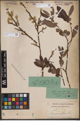 Foto von Salix appendiculata Vill.